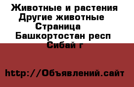 Животные и растения Другие животные - Страница 3 . Башкортостан респ.,Сибай г.